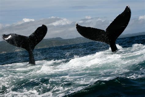 Whale Watching from Samana, Samaná