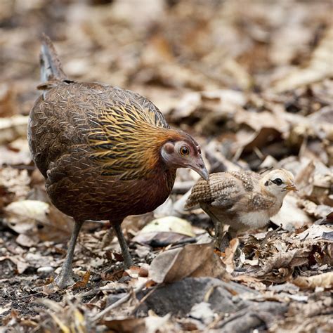 Red Junglefowl (female) with chick - Gallus gallus | Flickr