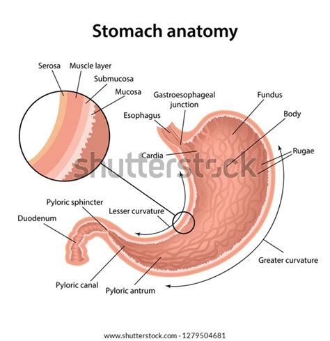 709 Antrum Images, Stock Photos & Vectors | Shutterstock