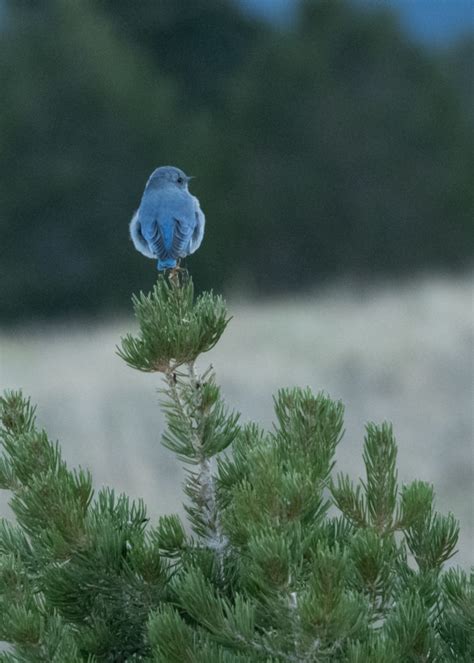 NestWatch | A Lone Mountain Bluebird - NestWatch