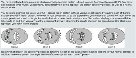 Solved You have created a fusion protein in which a | Chegg.com