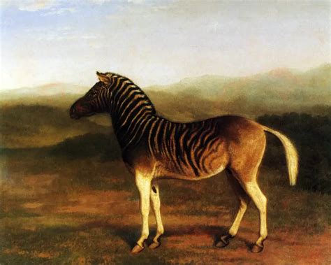 Quagga - Facts, Diet, Habitat & Pictures on Animalia.bio