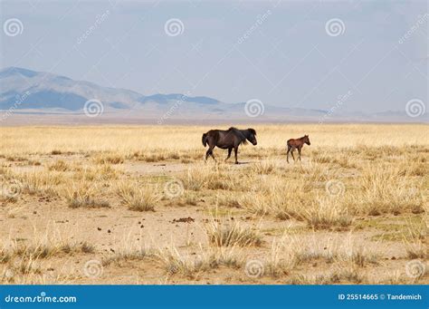 Horse in steppe stock image. Image of white, grass, green - 25514665