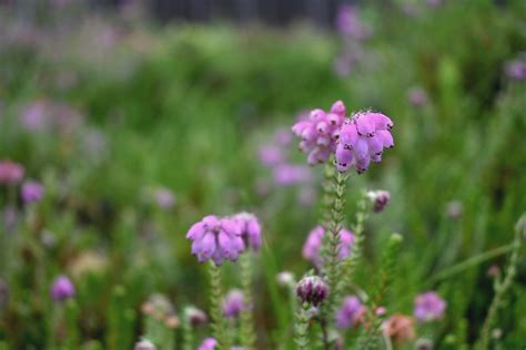 Calluna Plant Pink - Free photo on Pixabay - Pixabay