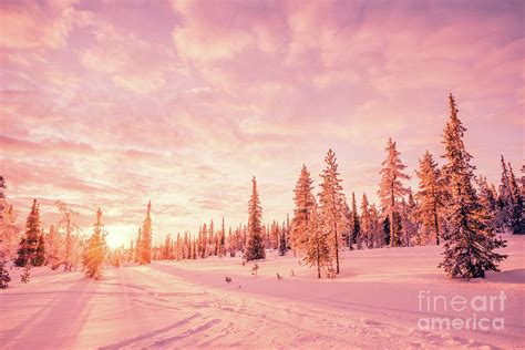 Pink winter Photograph by Delphimages Photo Creations | Fine Art America