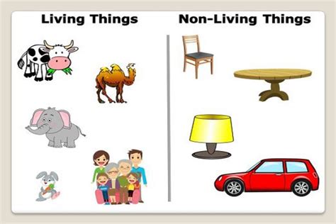 Non Living Things Images