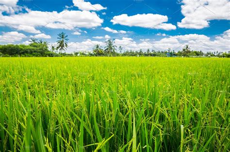 Fresh green paddy rice field | Nature Stock Photos ~ Creative Market