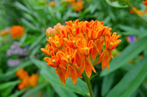 Less Noise, More Green: Help the Monarch Butterfly - plant milkweed in your garden!