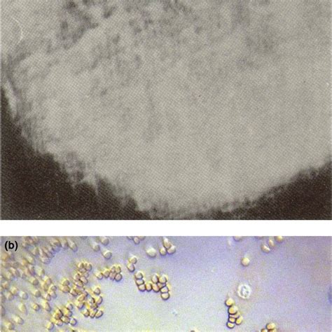 Robert Brown named the cell nucleus during studies of orchid tissue ...