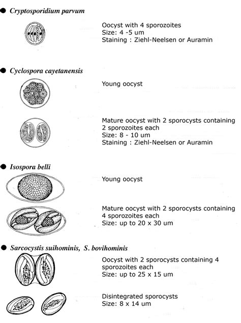 Introduction to Diagnostic Medical Parasitology - Coccidia