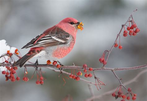 Michigan's UP: Photography in a Winter Wonderland - Sabrewing Nature Tours