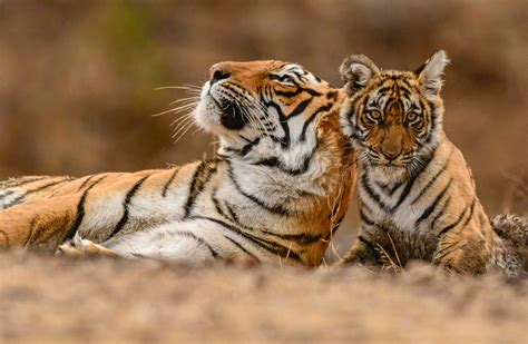 Restoring their roar: What do the next 12 years hold for tigers? - WWF.CA