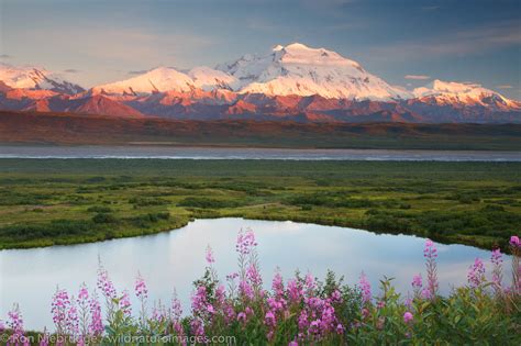 Fireweed | Denali National Park, Alaska. | Photos by Ron Niebrugge