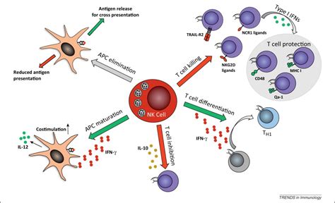 NK cells regulating T cell responses: mechanisms and outcome: Trends in Immunology