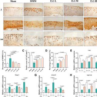 E.G inhibited degradation of extracellular matrix in osteoarthritic ...