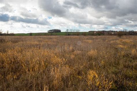 Dry Grass Field Background