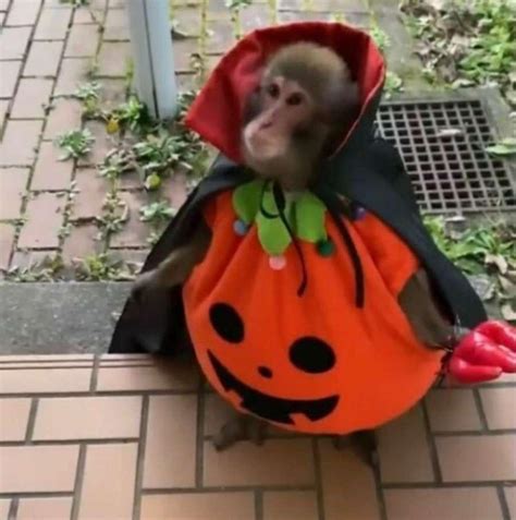 Halloween Monke : r/Monke