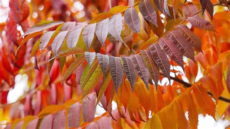 Sumac Essentials for Fall Foliage