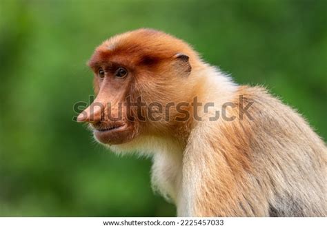 Portrait Female Proboscis Monkey Stock Photo 2225457033 | Shutterstock