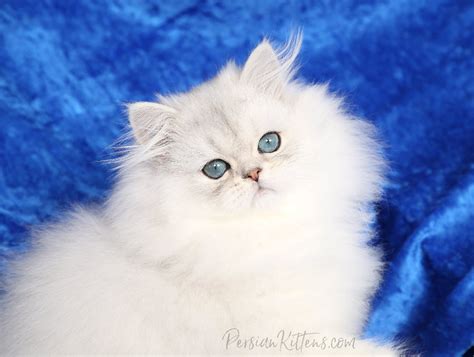 Doll Face Persian Kittens for Sale - In business for 34 years.