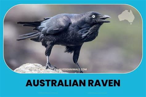 The Clever Australian Raven | Aussie Animals