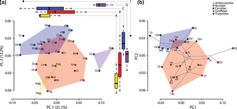 Ecomorphological variation in artiodactyl calcanei using 3D geometric morphometrics - Dunn ...