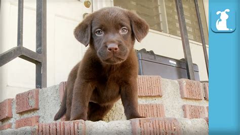 Chocolate Lab Puppy Can't Get Down The Stairs - Puppy Love - YouTube