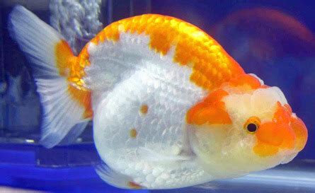 Ranchu Goldfish - Ranchu Goldfish - Ranchu Care And Info