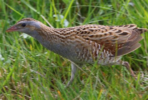 lapland: 28/5/16 Corncrake WOW!!