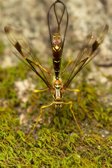 Megarhyssa Macrurus Sting