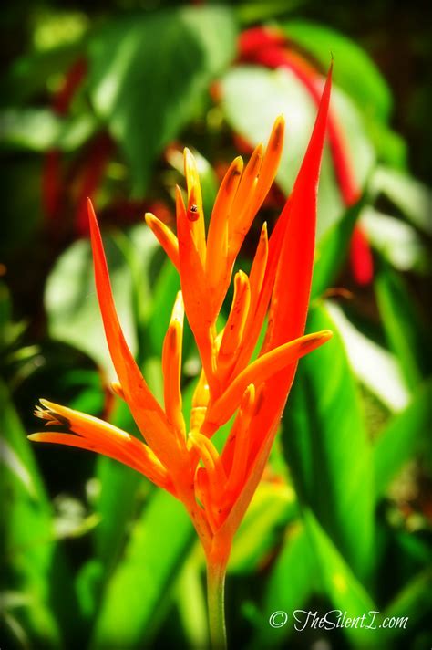 Orange Tropical Flowers | Not sure what this is. | Flickr