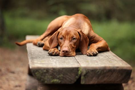 7 Essential Facts About Vizslas | Greenfield Puppies