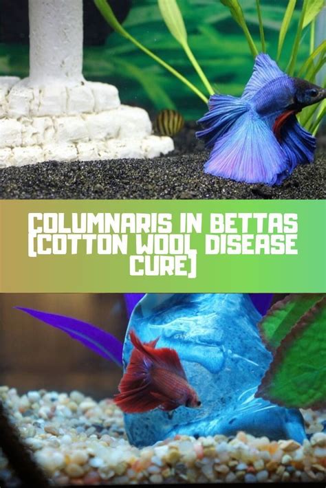 Columnaris in bettas can be fatal when left untreated. Keep reading to the find out the causes ...