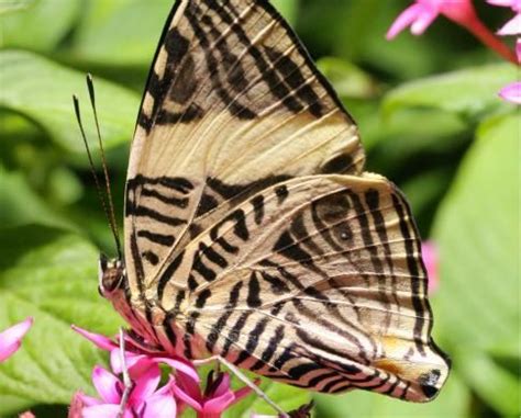 Butterfly Pavilion | Smithsonian National Museum of Natural History | Butterfly pavilion ...