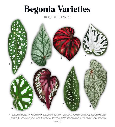 Begonia Varieties Plant Identification Chart Digital Download - Etsy ...