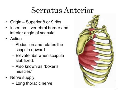 Kinesiology of the Shoulder