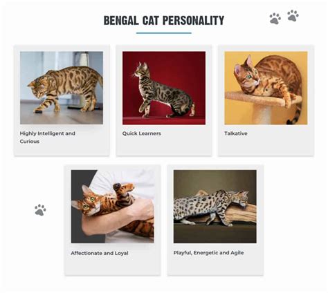 7+ Facts About Bengal Cats [Personality, History, Health & More]