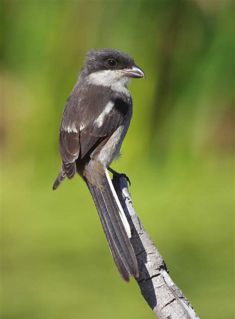 A variety of Cape Town wildlife. - Wildlife in a Suburban Garden