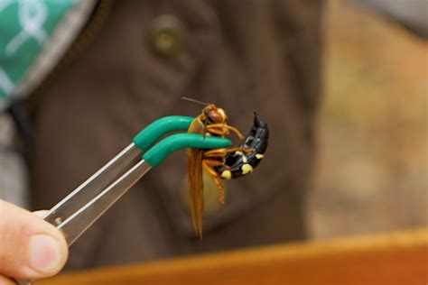 Testing Just How Painful the "Cicada Killer" Wasp's Sting is on Humans ...