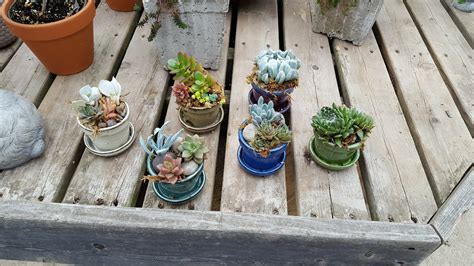 Mini Succulent Pots Succulent Pots, Succulents, Air Garden, Easy Care ...