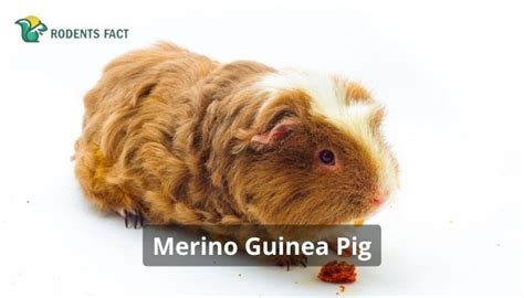 Merino Guinea Pig: Facts, History, Diet, And More | RodentsFact