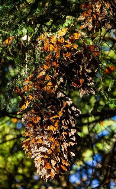 Colônia de borboletas monarca danaus plexippus em galhos de pinheiro em ...