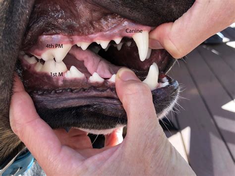 Fractured Teeth – Animal Dental Specialist