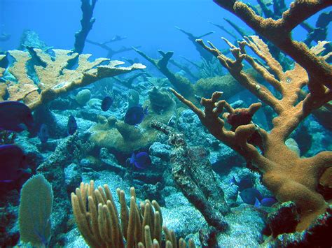 Coral Reef | Healthy coral reef in St. Croix, US Virgin Isla… | Flickr