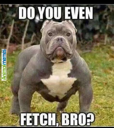 Dog memes – He has more muscles than me | Dogs, Dog memes, Dog daycare