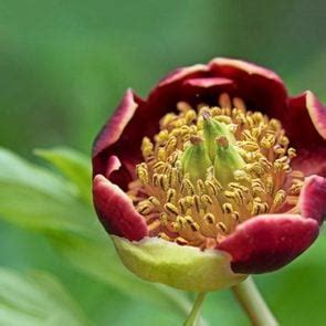 Grow a Fernleaf Peony for Fancy Flowers and Foliage - Birds and Blooms