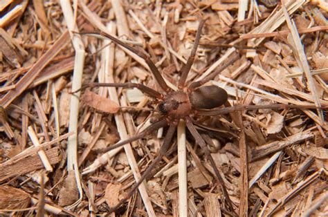 Brown Recluse Infestation in Tennessee