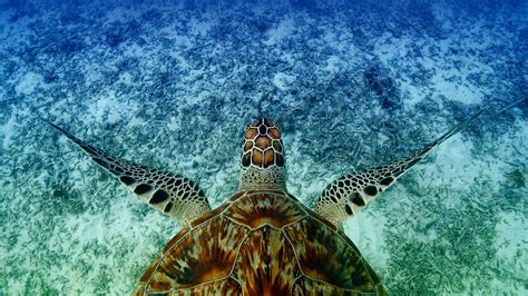 Bing HD Wallpaper Jun 16, 2023: World Sea Turtle Day - Bing Wallpaper Gallery