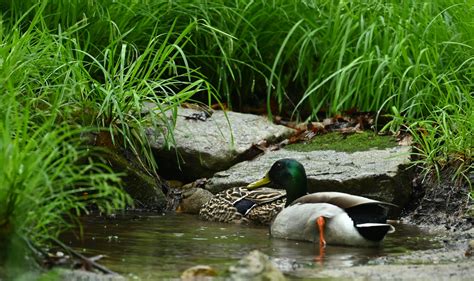 Ingathering Sunday and Water Communion - River Road Unitarian Universalist Congregation