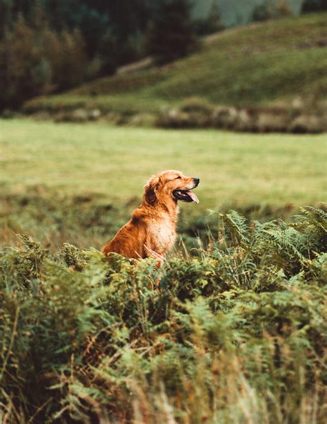 GUIDE DOG TRAINING: HOW THEY LEARN THEIR AMAZING SKILLS - PAWSH MAGAZINE | A New Breed of Dog ...